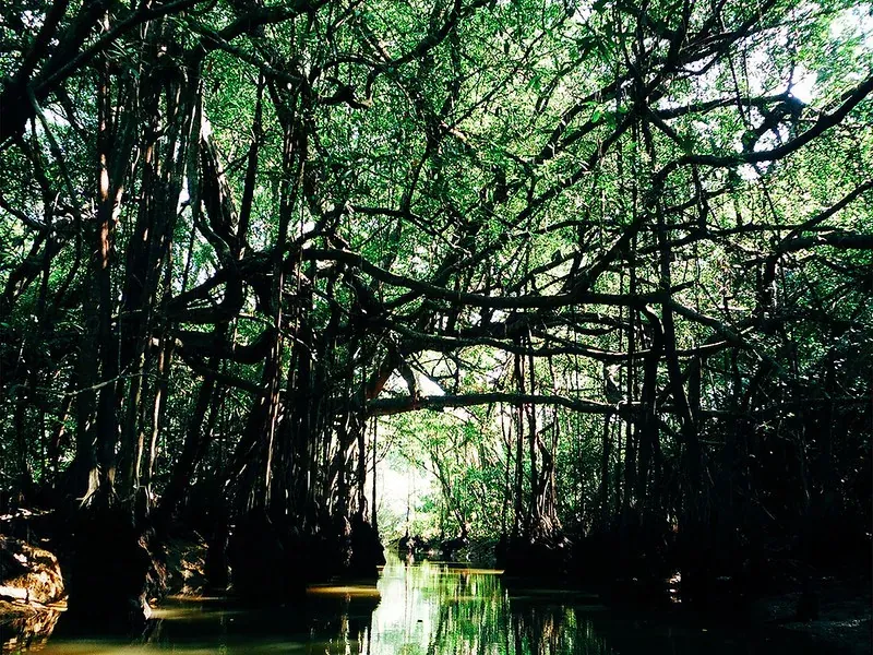 Canopy tunnel